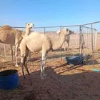 للبيع قعود قصب مفرود