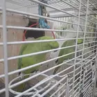 زوج دره هندي