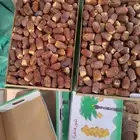 يوجد لدينا صقعي احمر مطوق