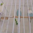 طيور الحب اباجي النسيم