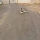 وز ذكر وثنتين اناثي بمحايل عسير