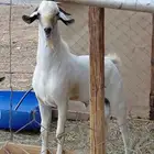 فحل بيشي فاخر ماشاءالله تبارك الله