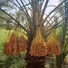 نخل مثمر للبيع خلاص هلالي صقعي برحي هلالي سكري ونخيل واشنطن