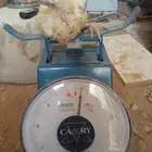 للبيع صوص لاحم روس 308