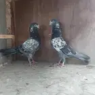 حمام باكستاني