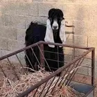 تيس ثني