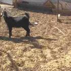 جفره شهرين ونص