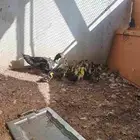 بط بعيالها للبيع