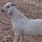 مشروع فحل بيشي أبرص صنف الصنف فاخر جرم وجبر وعظم