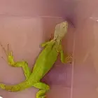 اغوانا اقوانا للبيع