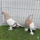 زوج تركي اورفلي خطين