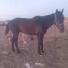 تبوك مقابل شرطه الحمراء