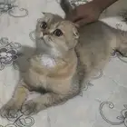 للبيع قطة سكوتش فولد نادرة لون مميز وإنتاج فاخر