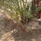 فسايل طيبه برحي وسكري وخلاص