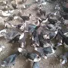 فروخ بط للبيع نضيف