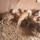 صوص فرنسى للبيع