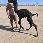 حاشي ضيار مشروط صحه