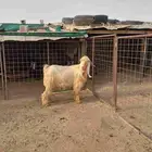 تيس فحل ثني
