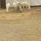 ثنتين رخال وخروف