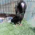 حمام للبيع منتج على الشرط