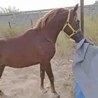 حصان عربي شعبي ..