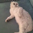 قطه سكوتش فولد بيور منتجه للبيع