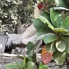 ديك مكس تركي على تايلندي