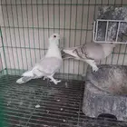 حمام زينه