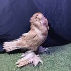 جوزان بلجيكي مشرب