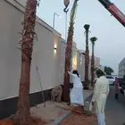يوجد لدينا جميع انواع النخيل عربي واشنطن وتركيب الشبوك