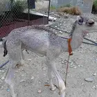 قعود للبيع