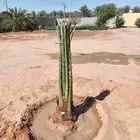 قلع وغرس وتوريد جميع انواع انخيل