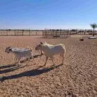 تيس بيشي اسن تام شبب مشروط