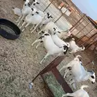 غنم بيض ضريع ودفيع من جذعه لرباع نضيفه شرط بالفحل