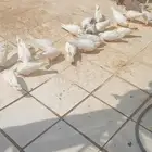 حمام للبيع