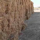 ذره جيزانه جندير