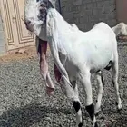 تيس حجازي صنف