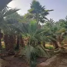 زيتون مثمر نيبالي نخل وشنطني