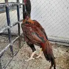 جوز دجاج باكستاني سندي مشجرات