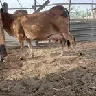 بقر