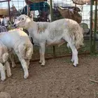 فحل ثني مشروط - البرزة