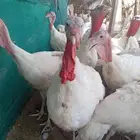 ديوك رومي