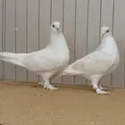شيرازي لاهوري ليمون نوادر ي اهل الزين
