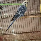 طيور البدجي (الحب) طير اليف يحب اللعب مايعض