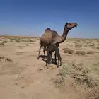 للبيع خلفيات