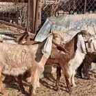 عنقان جفار فاخره
