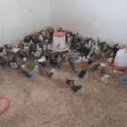 صوص بلدي عمر شهر ونص
