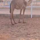 قعود قصب للبيع العمر 8شهور