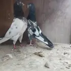 حمام باكستاني ماشاء الله مطير قوي