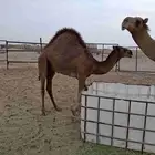 قعود بلدي سمين طيب